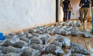 Incautan marihuana tipo "cripy" en Pedro Juan Caballero - OviedoPress