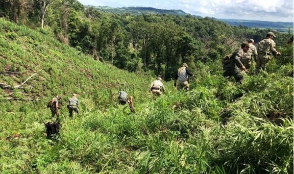 Paraguay y Brasil eliminaron 965 toneladas de marihuana en Amambay