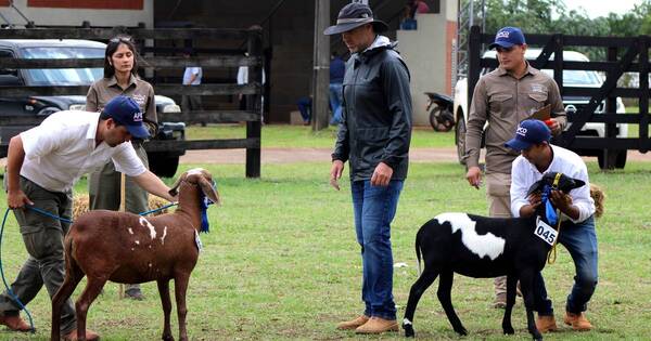 La Nación / Productores expusieron lo mejor de la genética ovina en el Sur