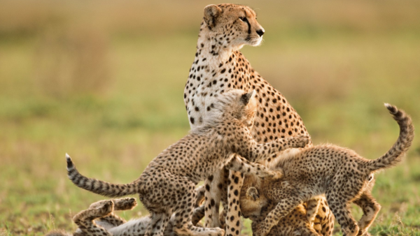 Nacen en Irán tres guepardos asiáticos, especie en peligro de extinción - El Independiente