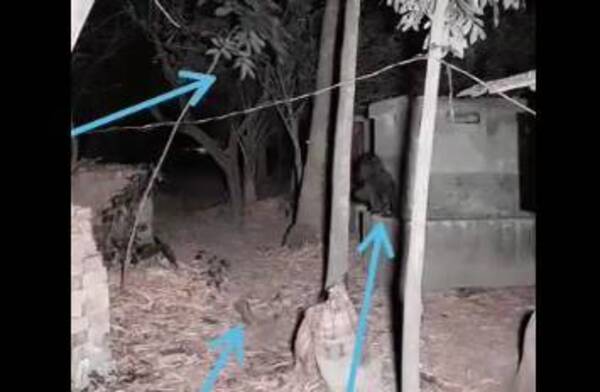 Crónica / Video extraño y viral: ¿mono “telequinético” o Luisón?