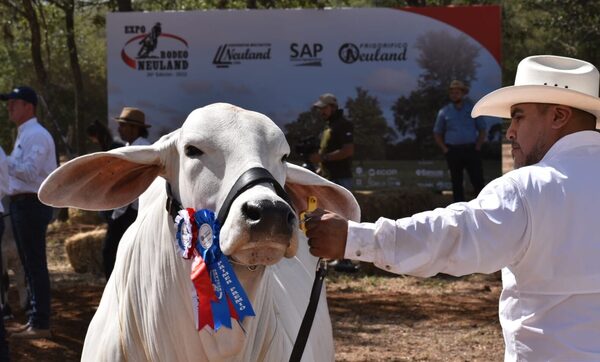 Tecnogen Ganadera S.A. obtuvo la Gran Campeona Brahman