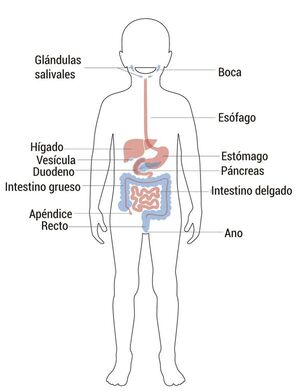 Aparato digestivo: partes y funciones (1) - Escolar - ABC Color