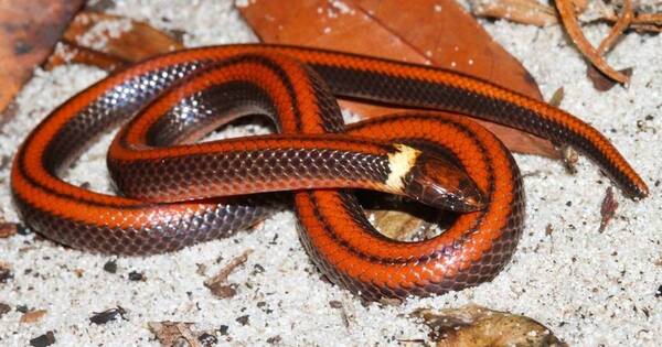 La Nación / Registran nueva especie de serpiente en el Paraguay