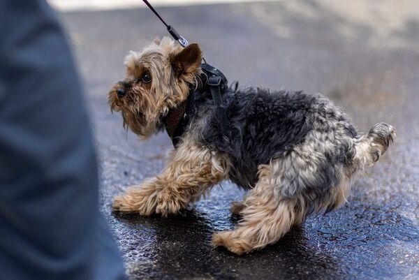 ¡Multa de casi US$ 800 por no recoger los excrementos del perro! - Mascotas - ABC Color