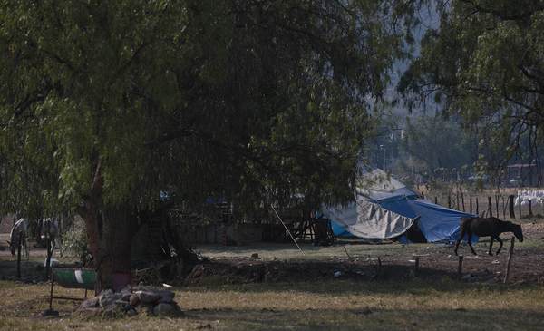 Asesinan a cuatro personas en un palenque de gallos en el oeste de México - MarketData