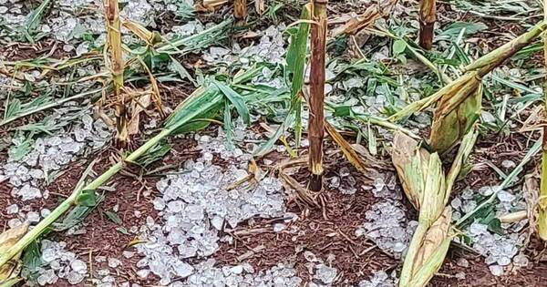 La Nación / Fuerte granizada aplastó cultivos en una colonia de Los Cedrales