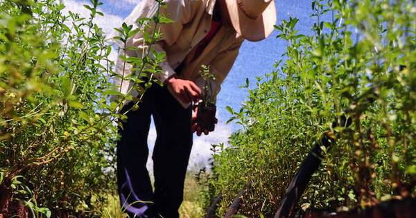 La Nación / Falta de datos sobre producción orgánica y agroecológica limita su preponderancia en la economía
