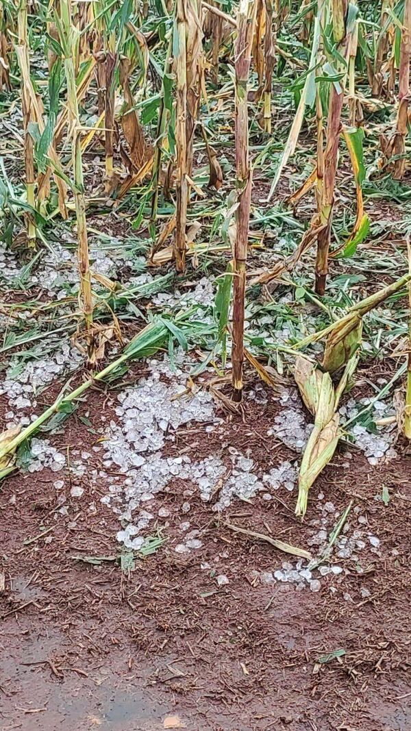 Fuerte granizada aplastó cultivos en una colonia de Los Cedrales