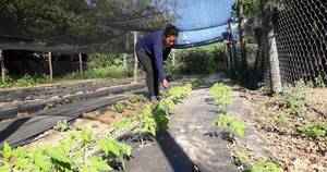 La Nación / UGP: horticultores se preparan para vender sus  productos de temporada