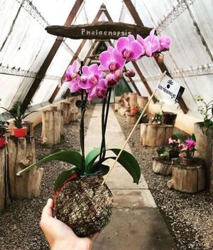 Caacupé: Preparan feria de kokedamas y gran variedad de plantas por el día de las madres - Nacionales - ABC Color
