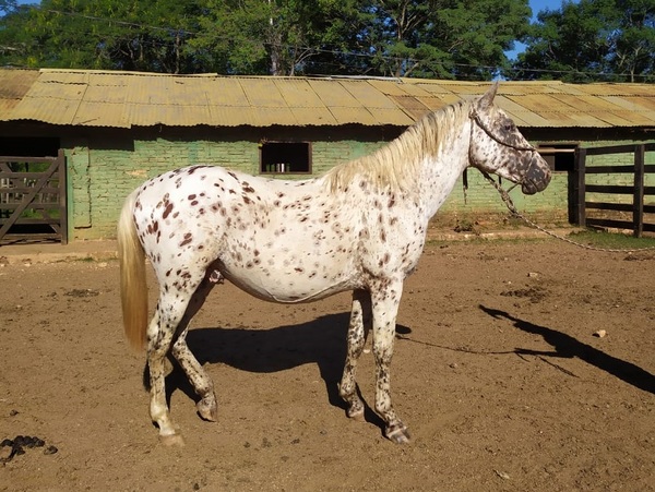 Hoy martes, El Rodeo remata equinos y bubalinos de Bella Italia