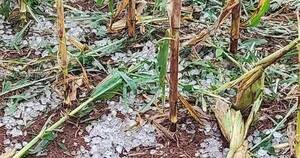 La Nación / Granizada destruyó cultivos de soja y maíz