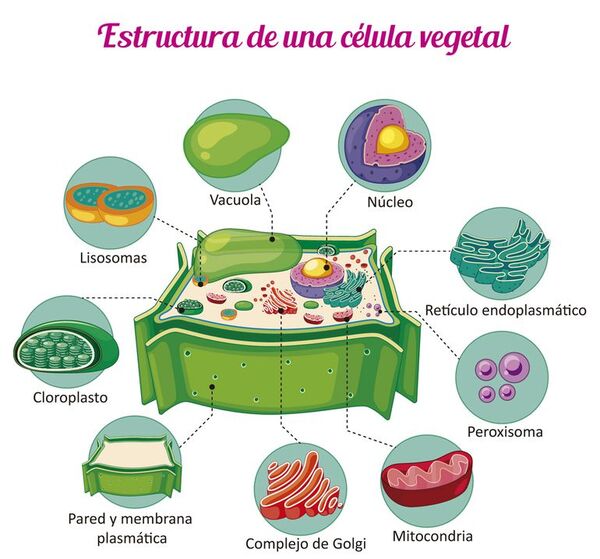 Células vegetales: estructura y función - Escolar - ABC Color