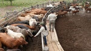 La Senabico administra, con dificultades, 21.000  bovinos
