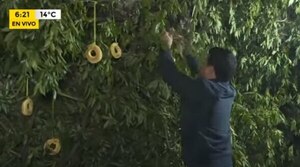 Familia Antar va armando el Kurusu Jegua, con más de 3.000 chipas - Nacionales - ABC Color