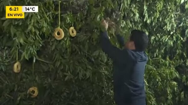 Familia Antar va armando el Kurusu Jegua, con más de 3.000 chipas - Nacionales - ABC Color