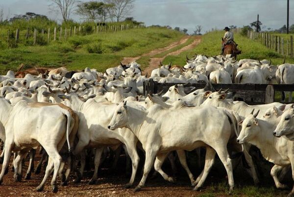 Nueva opción para el sector productivo, la Ganadería Paraguaya Sostenible