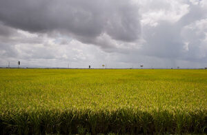 Colombia exportará arroz cultivado por mujeres a Estados Unidos - MarketData