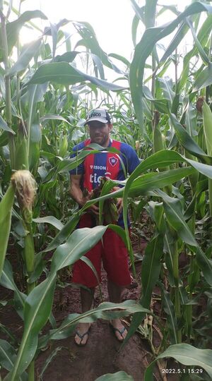Lluvia favorece al agro y esperan buena cosecha en el Este - ABC en el Este - ABC Color