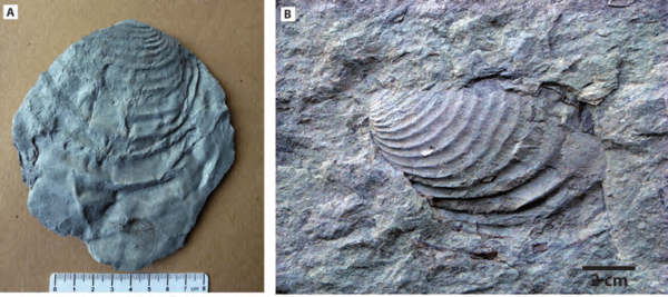 Diario HOY | Descubren fósiles de moluscos de era de los dinosaurios en el centro de Bangkok