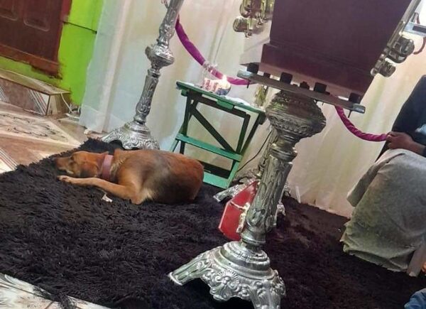 Perrita no abandonó féretro de mujer asesinada de 11 puñaladas