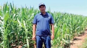 Productores de San Joaquín ya tienen buena cosecha de maíz