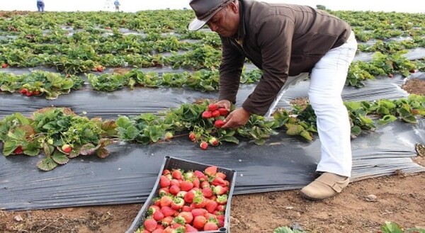 Horticultores se preparan para vender sus productos de temporada