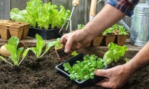 Casi 36.000 productores tienen certificación orgánica