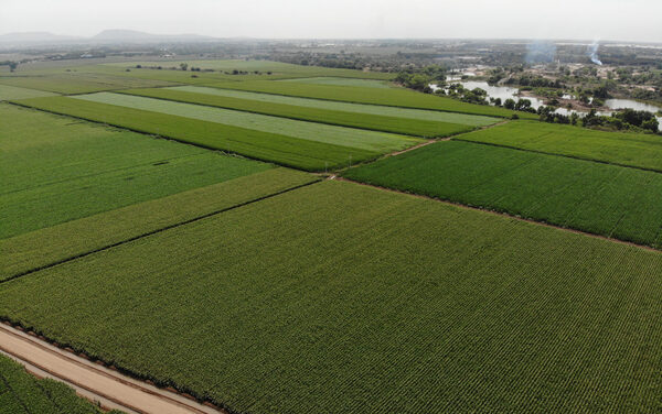 Agricultores mexicanos de maíz buscan elevar producción con nueva tecnología - MarketData