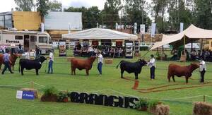Brangus Paraguay iniciará su primera exposición 2022