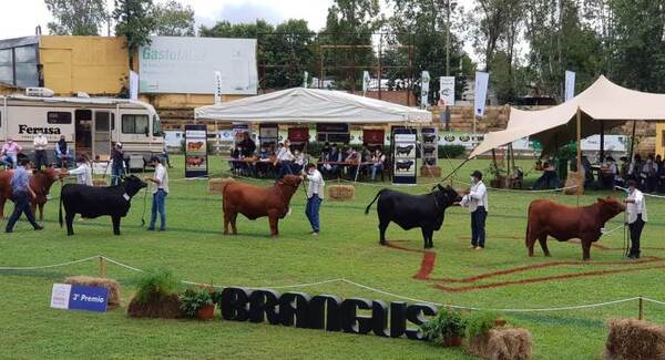 Brangus Paraguay iniciará su primera exposición 2022