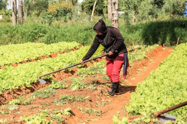 Paraguay cuenta con 12.700 productores con certificación orgánica, según informe