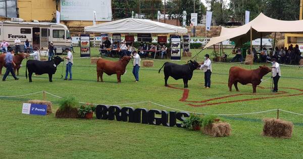 La Nación / Unas 31 cabañas se preparan para competir mañana en la exposición de Brangus Paraguay