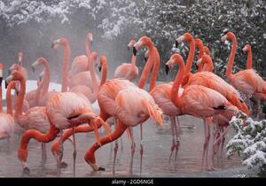 Diario HOY | Un zorro entra al zoo de Washington y mata a 25 flamencos caribeños