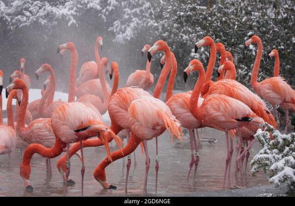 Diario HOY | Un zorro entra al zoo de Washington y mata a 25 flamencos caribeños