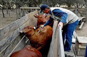 Paraguay apunta a levantar vacuna antiaftosa, pero ganaderos dicen que será arriesgado