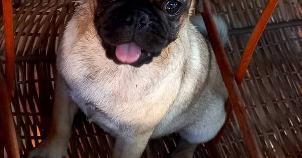 La Nación / Final feliz: familia se reencontró con su miembro no humano que estaba perdido