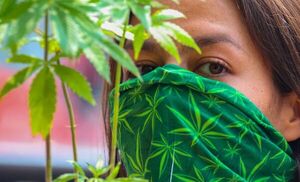 Invitan a la marcha mundial por la marihuana medicinal este sábado - Nacionales - ABC Color