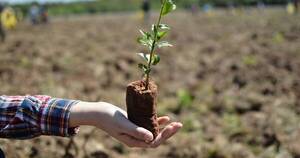 La Nación / Expertos debaten sobre potencial del sector forestal en Paraguay