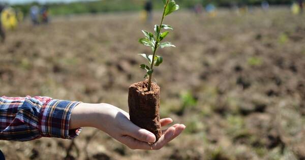 La Nación / Expertos debaten sobre potencial del sector forestal en Paraguay