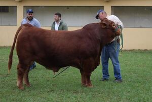Arrancó Expo Brangus de Otoño 2022, en la Rural - Nacionales - ABC Color