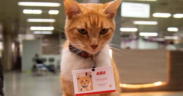 La Nación / Mediante su mascota Asu, municipio insta a conductores a renovar con tiempo sus licencias de conducir