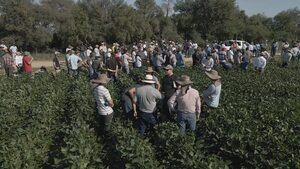 Gran interés por soja tolerante a sequía, en el “rally de la soja” - Nacionales - ABC Color