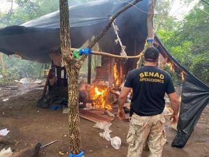 Incautan récord de 38 toneladas de marihuana en Amambay - ADN Digital