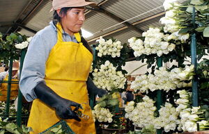 Preocupación en el sector florícola de Ecuador por la falta de fertilizantes rusos - MarketData
