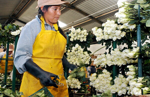 Preocupación en el sector florícola de Ecuador por la falta de fertilizantes rusos - MarketData