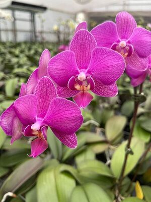 Organizan feria de orquídeas y gran variedad de plantas en Cordillera - Nacionales - ABC Color