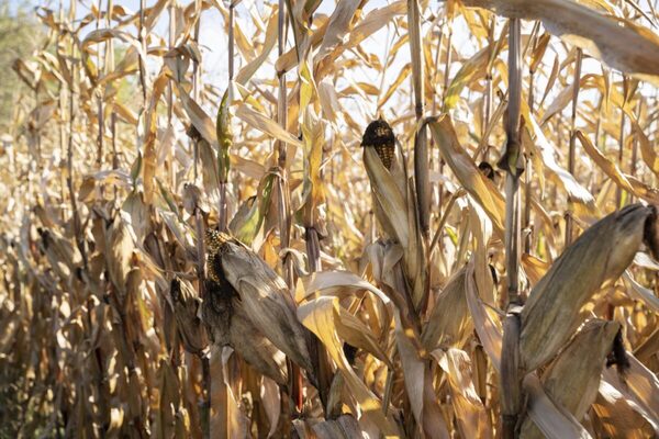 Zafriña de soja y maíz prometen un respiro para los agricultores