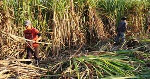 La Nación / Cañicultores amenazan llegar a Asunción con camiones cargados si Petropar no mejora sus precios